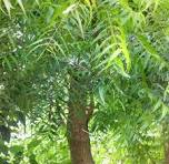 Neem: The tree that is essential for so many purposes